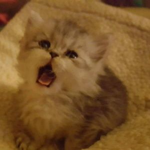 Meet your Posher, Marker